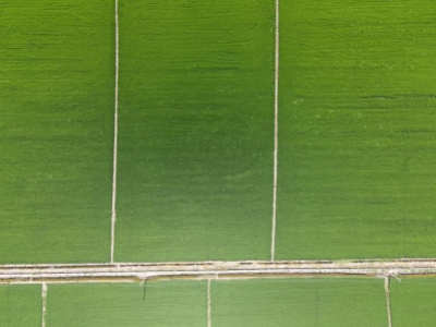 荆州市江陵县江北一、二、三、五农场808.40亩耕地及江北一农场407.46亩零星耕地承租权依法按现状进行公开拍卖