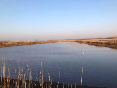 石首市小河口镇神皇洲低洼地块渔池约1400亩7年租赁经营权